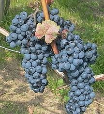 Blaufränkisch and Austrian Wines blaufrankisch grape.jpg